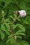 Pink wild rose and rosebud on climbing stem