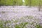 Pink wildflower carpet