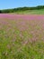 Pink wildflower field in Fingerlakes in NYS