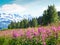 Pink wildflower fireweed in foreground of Alaskan landscape with