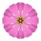 Pink Wildflower Flower Mandala Isolated on White