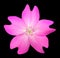 Pink WildFlower Isolated on Black Background