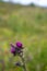 Pink wildflower of Marsh Thistle  Cirsium palustre  , Genus Cirsium