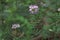Pink wildflower Trifolium hybridum