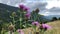 Pink wildflowers on a background of mountain scenery.