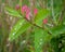 Pink Wildflowers in Full Bloom with a Raindrops