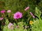 Pink Wildflowers Growing in a Field