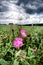 Pink wildflowers growing in field