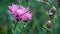 Pink wildflowers swayed slightly in the light summer wind in the meadow. Flower close-up.