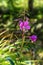 Pink willowherb flowers in Harz Mountains National Park, Germany