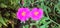 Pink Wingpod Purslane Flowers on Green Leaves Background