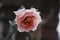 Pink winter rose encased in frost