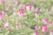 Pink Wishbone flower in garden