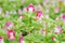 Pink wishbone flower in nature garden
