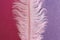Pink wispy ostrich feather flat on pink purple sparkly background
