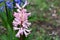 Pink wood hyacinths: Scilla campanulata