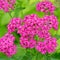 Pink yarrow