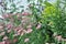 Pink Yarrow Achillea millefolium and Goldenrod