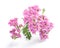 Pink yarrow flowers