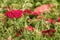 Pink yarrow flowers