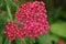 Pink Yarrow flowers