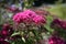 Pink Yarrow Flowers