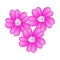 Pink Yarrow Flowers or Achillea Millefolium Flowers