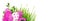 Pink yarrow flowers and Easter painted eggs with green grass