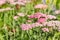 Pink yarrow flowers growing on meadow
