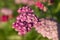 Pink yarrow flowers, selective focus. Flowers of yarrow for design or project. A bloom yarrow meadowland for publication