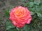 Pink-yelllow rose