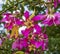 Pink Yellow Blossums Flowers Sea of Galilee Israel