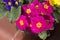 Pink, yellow, blue primrose flowers, primula cultivar.