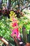 Pink and Yellow Bromeliad Flowers