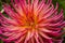 Pink Yellow Cactus Dahlia Blooming Macro