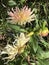 Pink and Yellow Cactus Dahlia Blossom