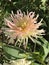 Pink and Yellow Cactus Dahlia Blossom