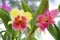 Pink and yellow Cattleya orchid