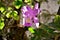 Pink and yellow cattleya orchid on the tree in the yard