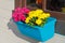 Pink and yellow chrysanthemums in blue flowerpot