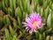 Pink-yellow colored flower of green succulent plant growing on the Atlantic ocean coast of Namibia in South Africa