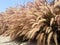 Pink and yellow colorful grass like fox tails with large rocks in a decorated garden