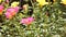 Pink and Yellow Common Purslane flower