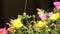 Pink and Yellow Common Purslane flower