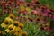 Pink and Yellow Coneflowers