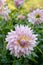 Pink and yellow Dahlia blossom close-up Foliage background