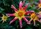 Pink & Yellow Dahlia Honka Surprise Flower