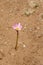 Pink and yellow flower in a sandy arid ground