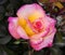 Pink with Yellow Fragrant Hybrid Tea Rose