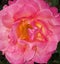 Pink with Yellow Fragrant Hybrid Tea Rose